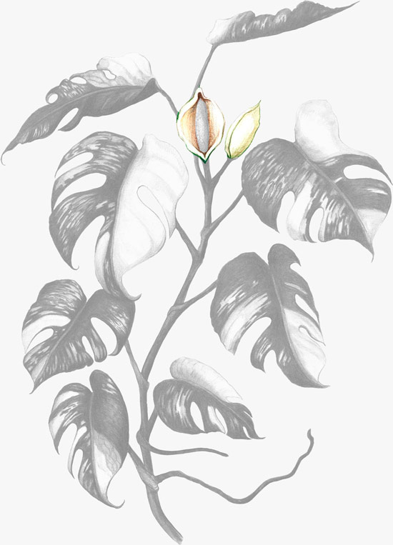 Illustrated monstera plant with flowers highlighted