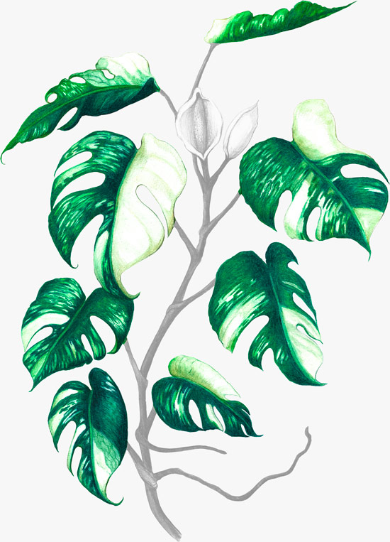 Illustrated monstera plant with leaves highlighted