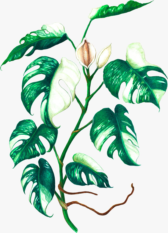 Illustrated monstera plant showing whole-plant vigor
