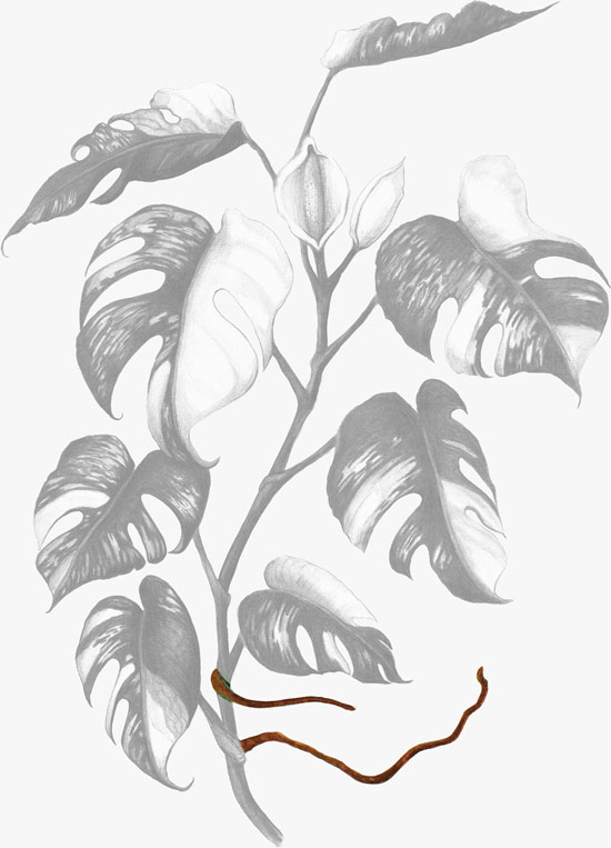 Illustrated monstera plant with roots highlighted