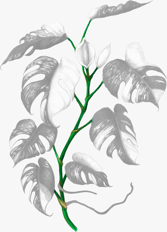 Illustrated monstera plant with stems highlighted