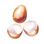 Eggshell source used in Noot