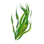 Sargassum seaweed source used in Noot