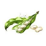 Soybean source used in Noot