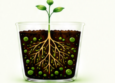 Noot-supported plant root zone at day one