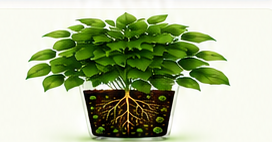 Noot-supported visible plant results at week three