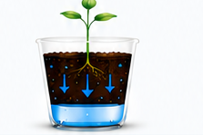 Water-only plant hydration at day one