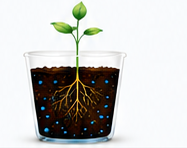 Water-only plant root development at week one