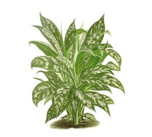 Aglaonema houseplant