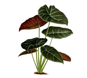 Alocasia houseplant