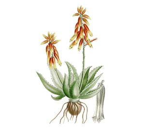 Aloe vera houseplant