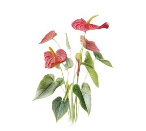 Anthurium houseplant