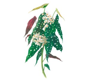 Begonia houseplant