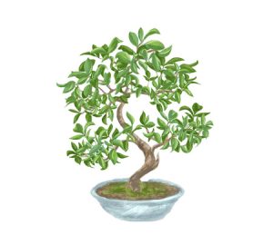 Bonsai plant