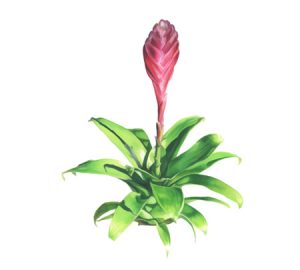 Bromeliad houseplant