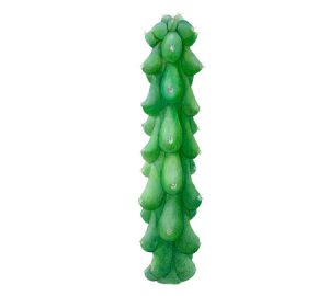 Cactus houseplant