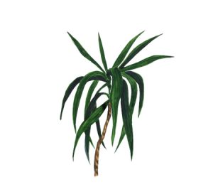 Dragon tree houseplant