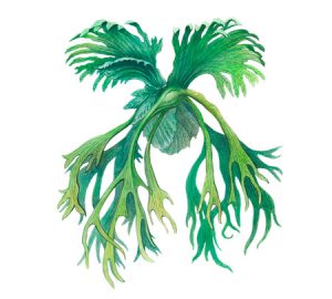 Fern houseplant
