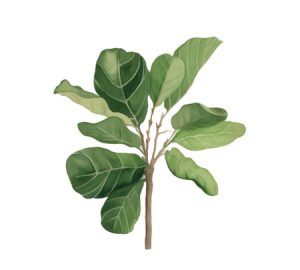 Fiddle leaf fig houseplant
