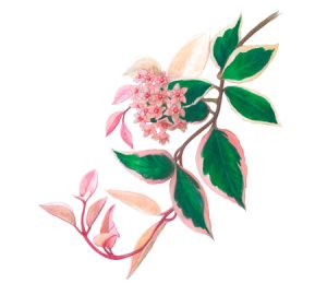 Hoya houseplant