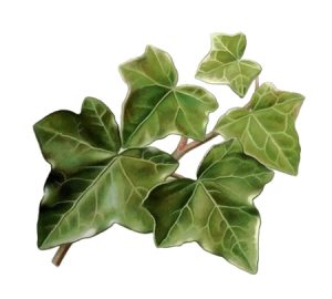 English ivy houseplant