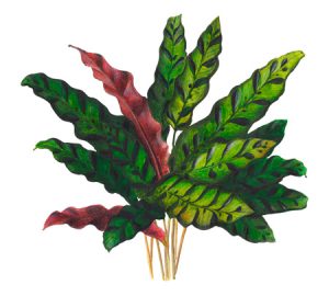 Maranta prayer plant