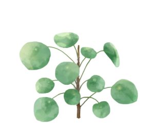 Chinese money plant