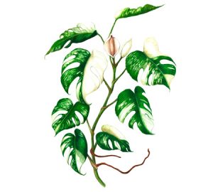 Monstera houseplant