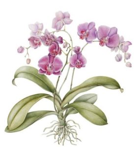 Orchid houseplant