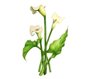 Peace lily houseplant