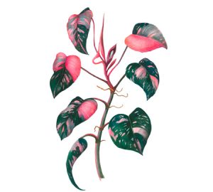 Philodendron houseplant