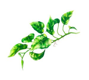 Golden pothos houseplant