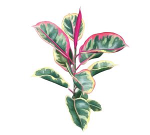 Rubber tree houseplant