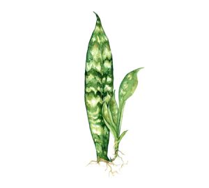 Snake plant houseplant