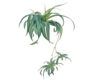 Spider plant