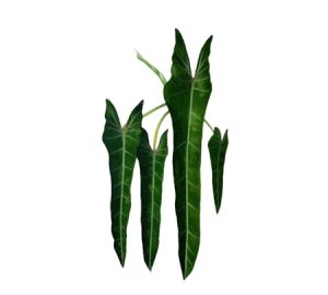 Spiritus Sancti philodendron