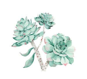 Succulent houseplant