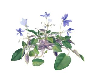 African violet houseplant