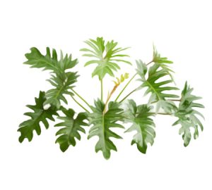 Xanadu philodendron