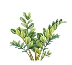 ZZ houseplant
