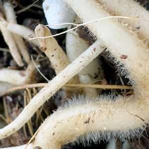 Plant roots and beneficial microbes